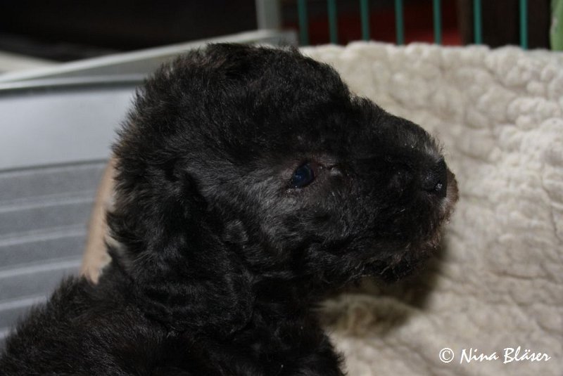 Rüde 2009-06-14 (21).JPG